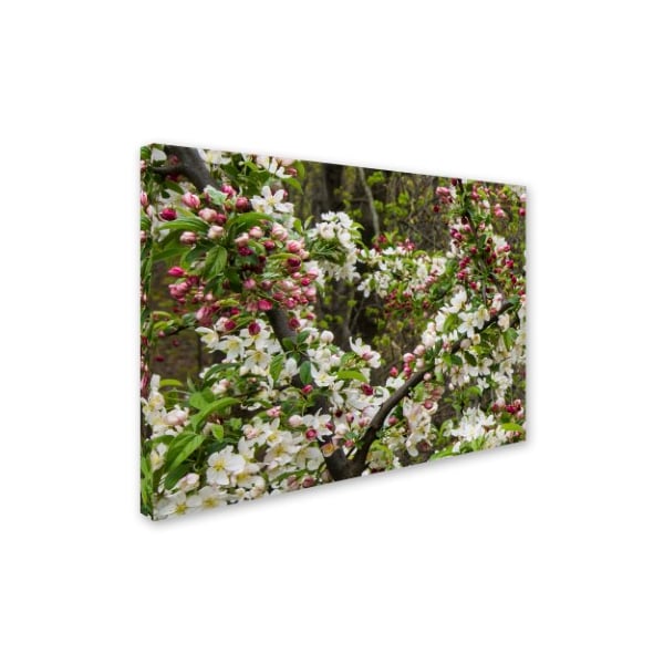 Kurt Shaffer 'Apple Blossoms II' Canvas Art,14x19